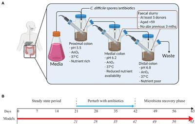 Profiling the Effects of Systemic Antibiotics for Acne, Including the Narrow-Spectrum Antibiotic Sarecycline, on the Human Gut Microbiota